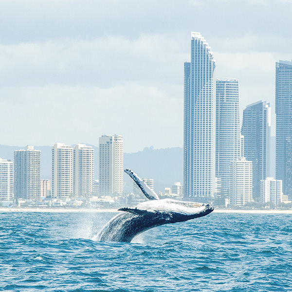 4 Best Places To Go Whale Watching in Queensland