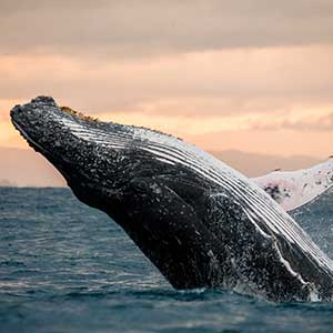 Your Guide To Whale Watching in Port Stephens