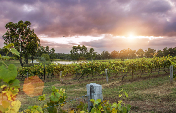 hunter valley accommodation with sun shining through clouds onto tourists walking through rows of grape vines in vineyard on wine tasting tour in New South Wales Australia during summer